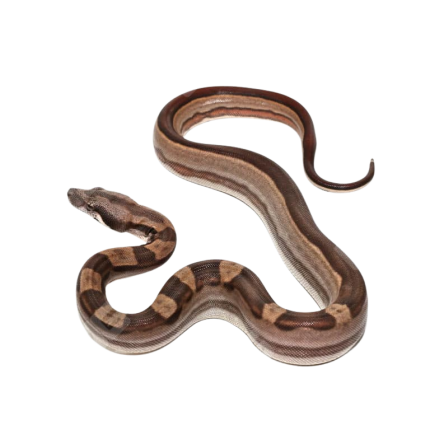 Baby Motley Jungle Poss Het Kahl Albino Colombian Boa (#7, #8)