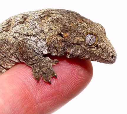 Baby Mt. Koghis Leachianus Gecko