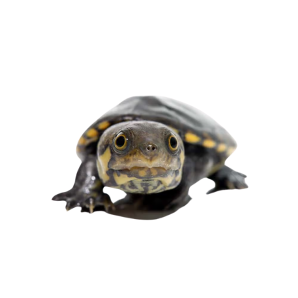 Baby Narrow-Bridged Mexican Musk Turtle