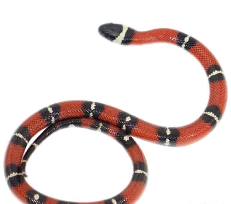 baby-nelsons-milksnake baby nelsons milksnake e1747303644544