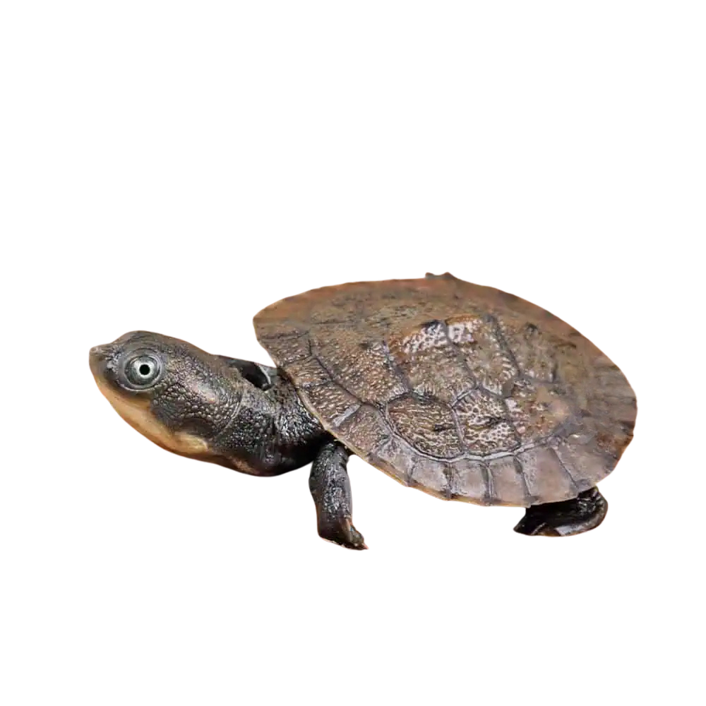 baby-new-guinea-snapping-turtle (1) baby new guinea snapping turtle 1