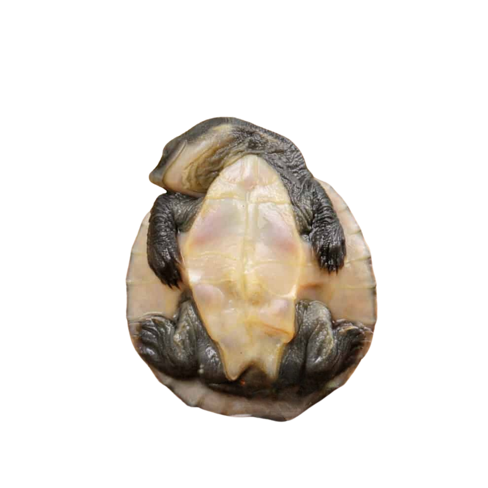 baby-new-guinea-snapping-turtle (2) baby new guinea snapping turtle 2