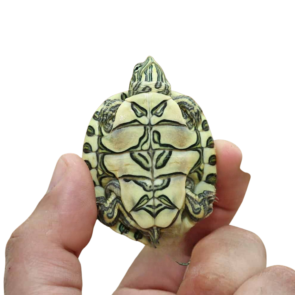 baby-nicaraguan-ornate-slider-turtle (1) baby nicaraguan ornate slider turtle 1