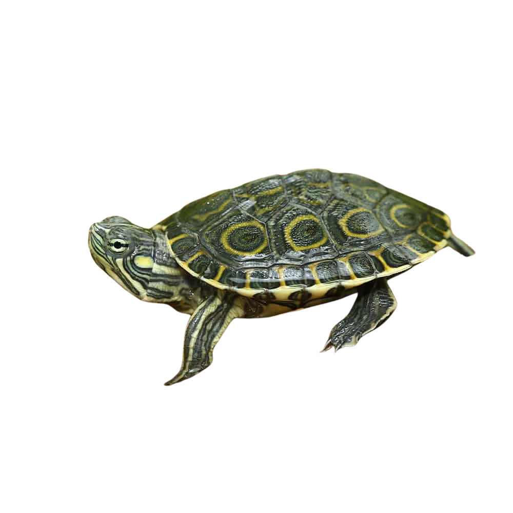baby-nicaraguan-ornate-slider-turtle (2) baby nicaraguan ornate slider turtle 2
