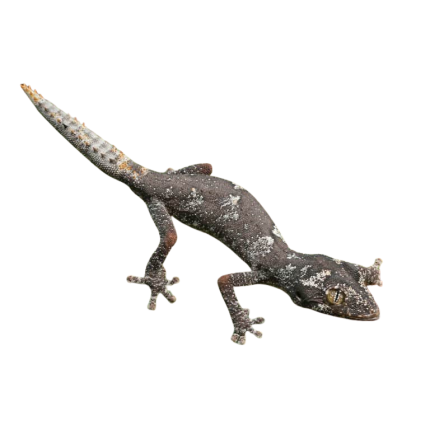 Baby Northern Spiny Tail Gecko #CD22