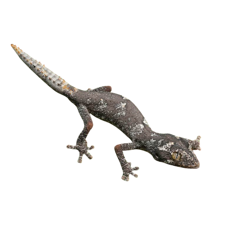 baby-northern-spiny-tail-gecko-cd22 (1) baby northern spiny tail gecko cd22 1