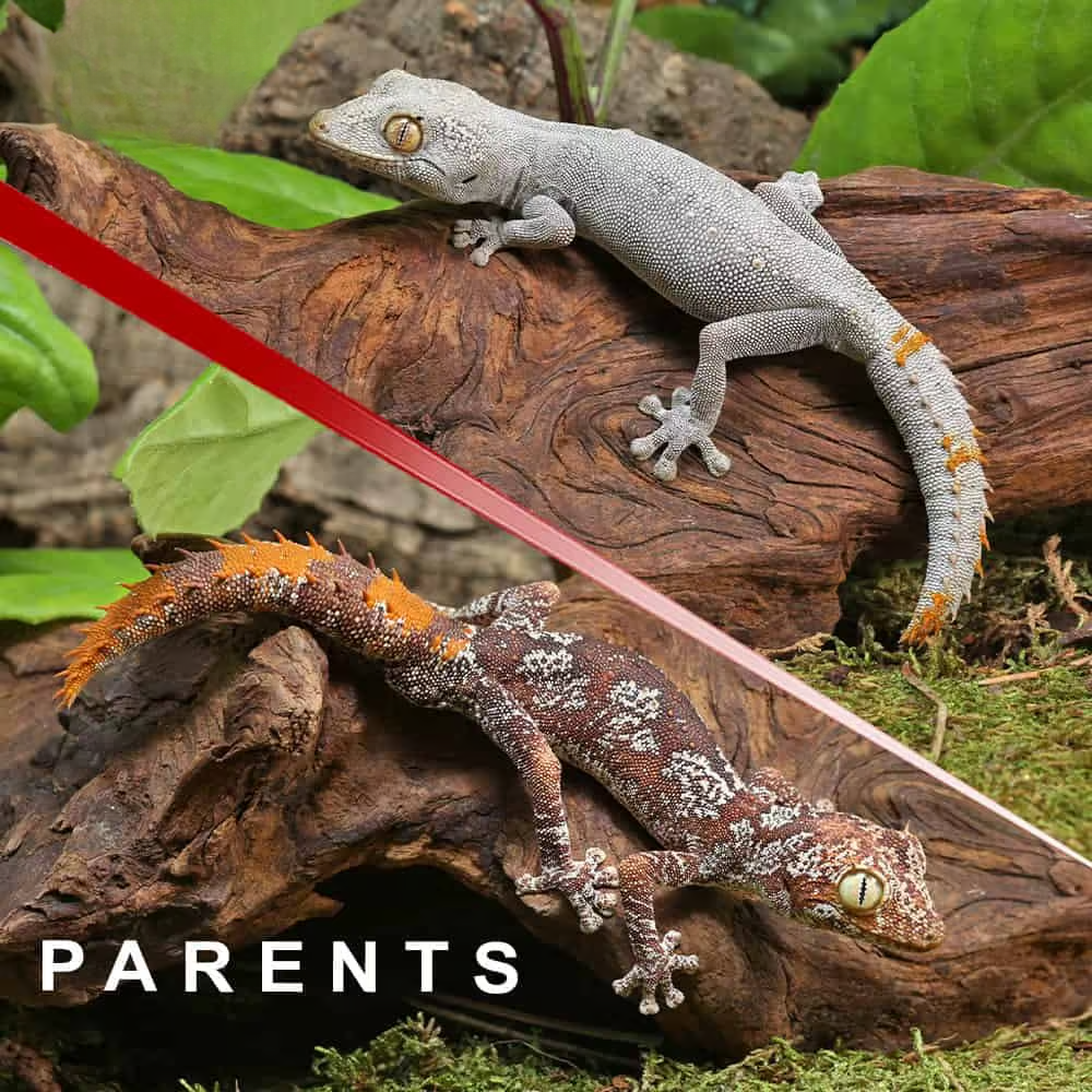 baby-northern-spiny-tail-gecko-cd22 (2) baby northern spiny tail gecko cd22 2