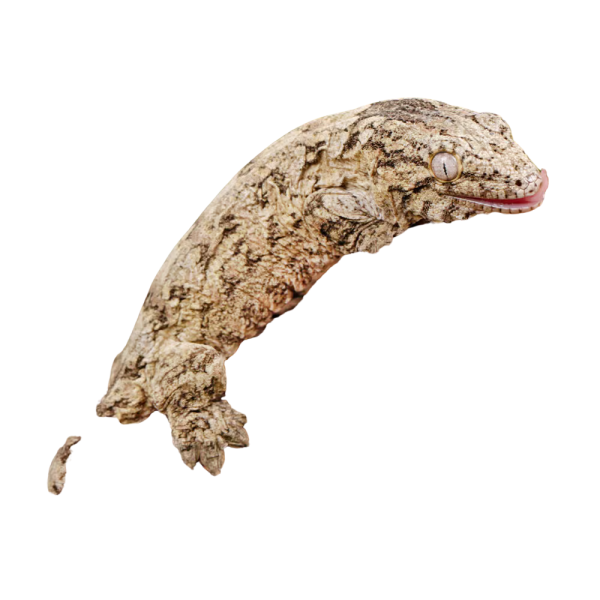 Baby Nu Ana Leachianus Gecko