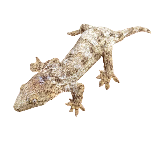 Baby Nu Ana x Nu Ami x Pine Island Leachianus Gecko