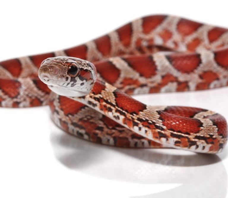 baby-okeetee-blood-cornsnake baby okeetee blood cornsnake e1747286826358