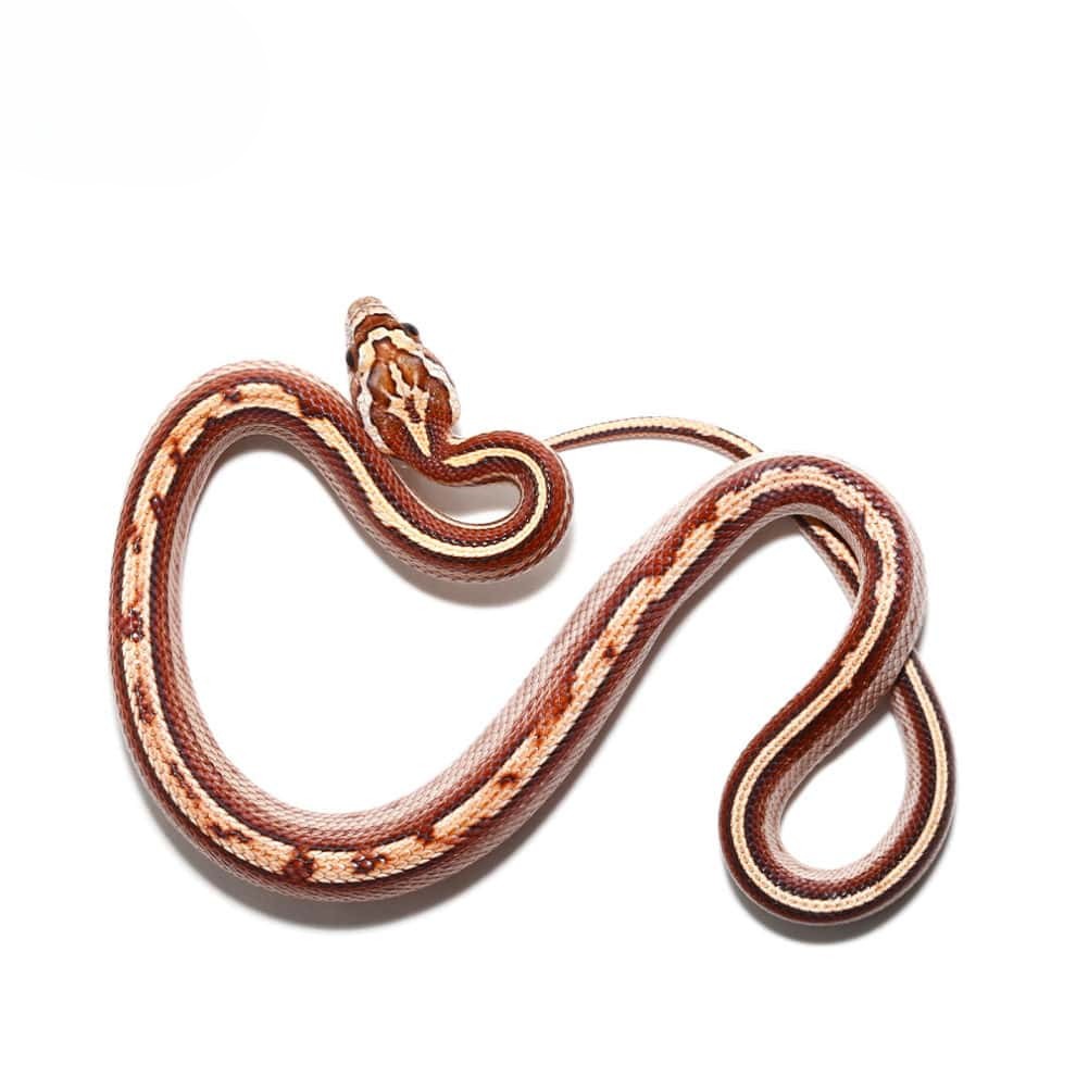 baby-okeetee-motley-stripe-cornsnake baby okeetee motley stripe cornsnake