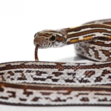 Baby Okeetee Tessera Caramel Cornsnake