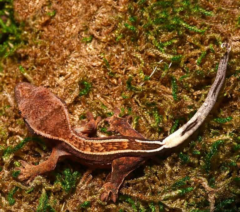 baby-orange-base-reverse-partial-pinstripe-empty-back-crested-gecko baby orange base reverse partial pinstripe empty back crested gecko e1747388311962