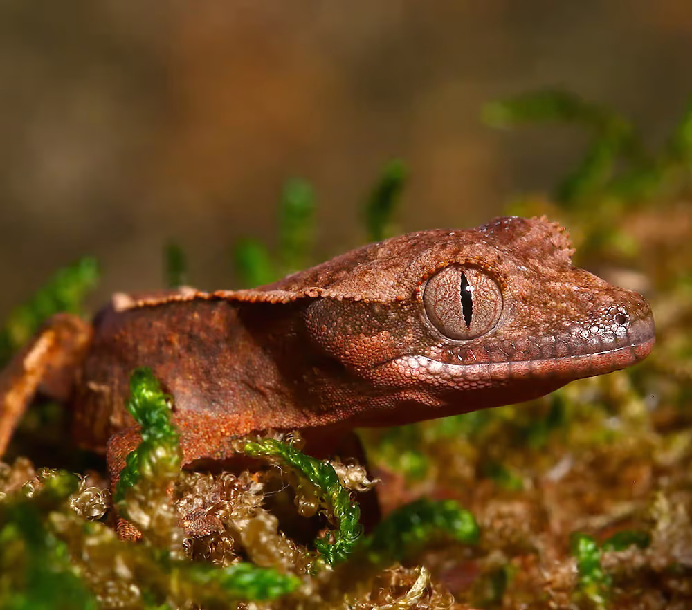 baby-orange-base-reverse-partial-pinstripe-empty-back-crested-gecko baby orange base reverse partial pinstripe empty back crested gecko e1747388327478