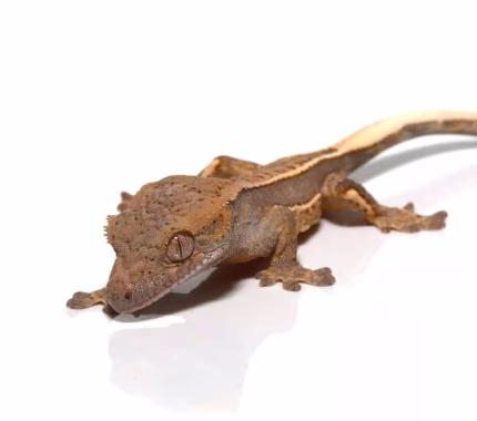 Baby Orange Cream Tri Stripe Crested Gecko