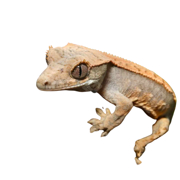 Baby Orange Creamsicle Crested Gecko #14