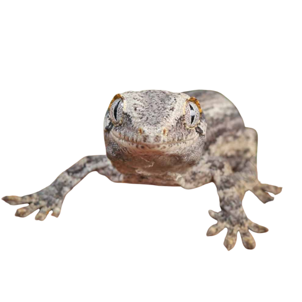 Baby Oreo Stripe Gargoyle Gecko