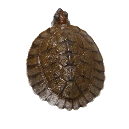 Baby Painted River Terrapin Turtle