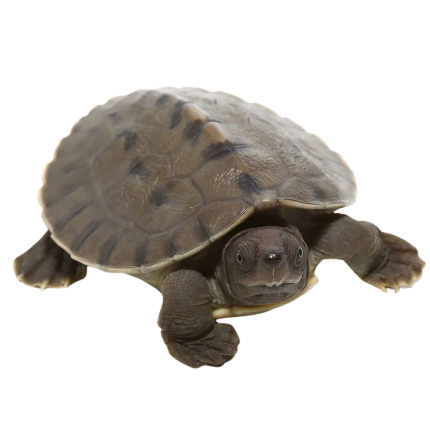 Baby Painted River Terrapin Turtle (Split Scute)