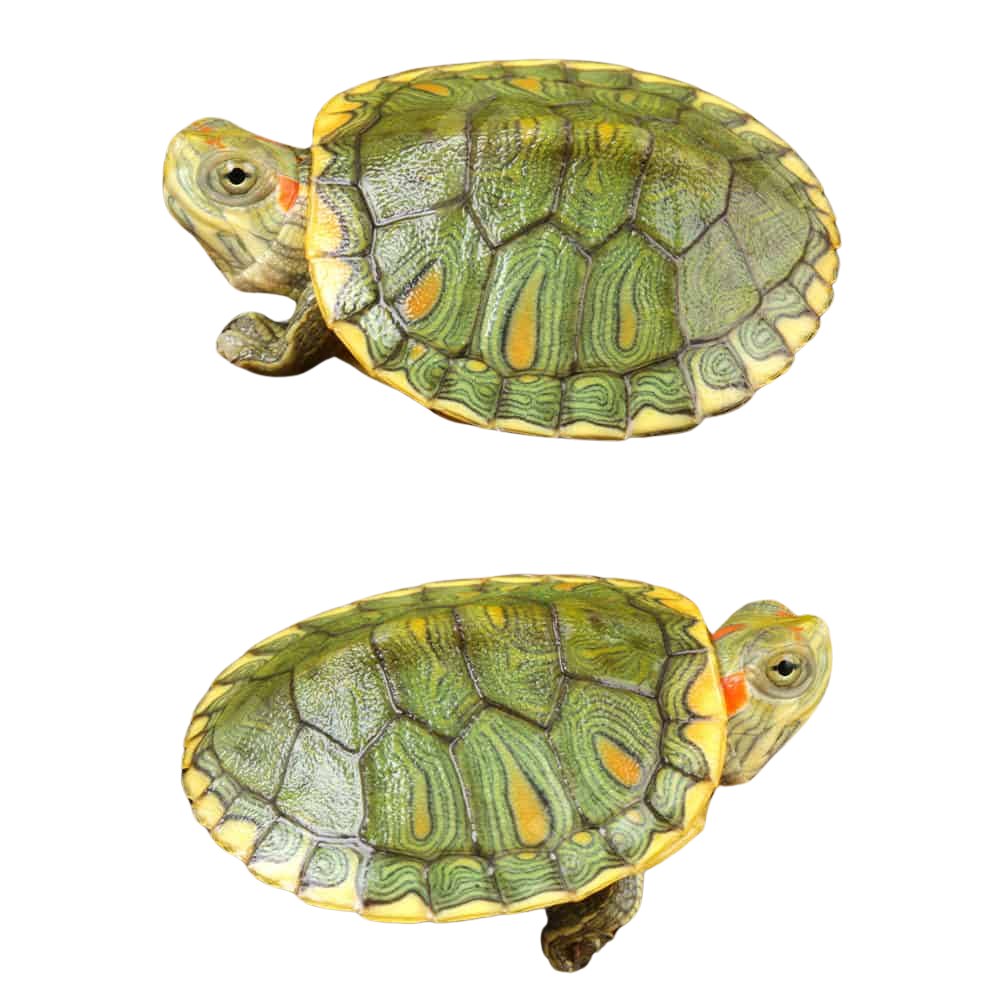 baby-pastel-red-ear-slider-turtle (1) baby pastel red ear slider turtle 1