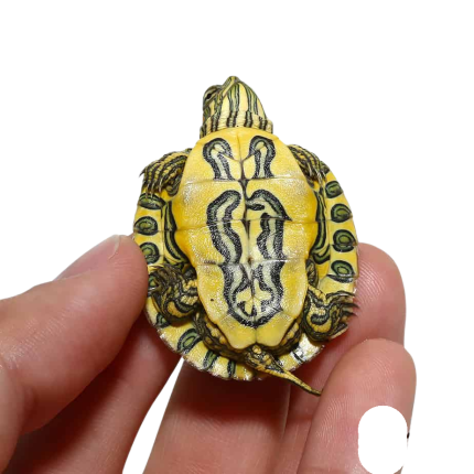 Baby Pastel Rio Grande Red Ear Slider Turtle