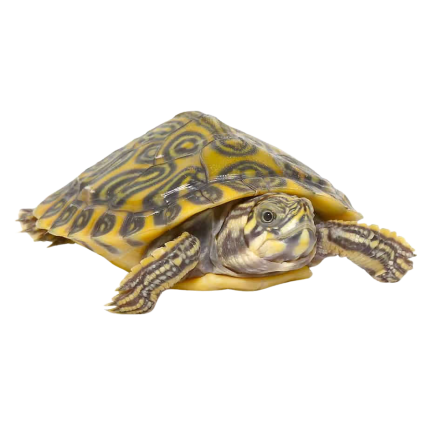 Baby Pastel River Cooter Turtle