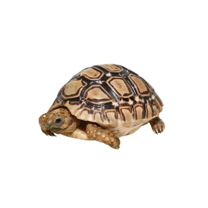 Baby Patternless Leopard Tortoise