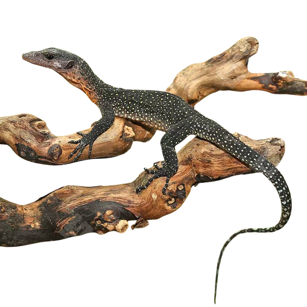 baby-peach-throat-monitor (2) baby peach throat monitor 2