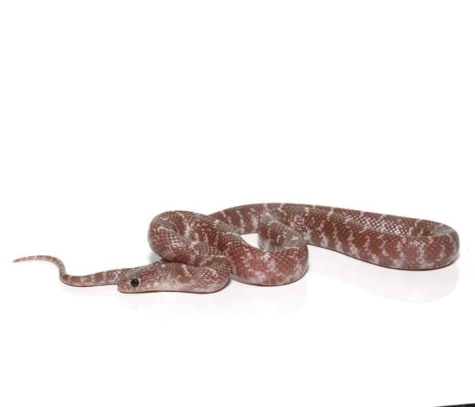 baby-peanut-butter-snow-brooks-kingsnake baby peanut butter snow brooks kingsnake e1747319187940