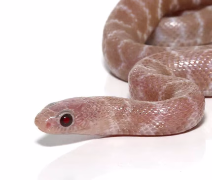 Baby Peanut Butter Snow Brooks Kingsnake