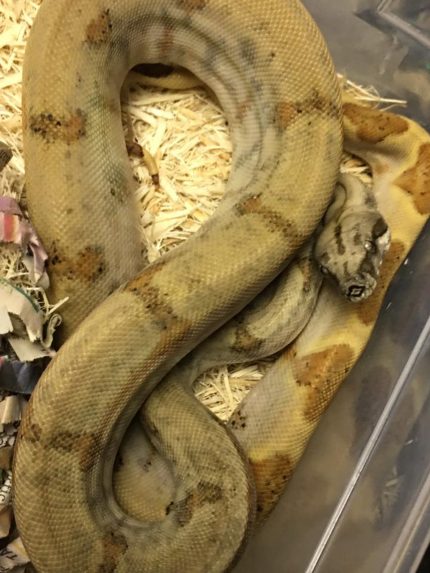 Baby Pearl Island Boa Constrictor