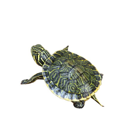 Baby Peninsula Cooter Turtle