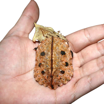 Baby Peruvian Mata Mata Turtle