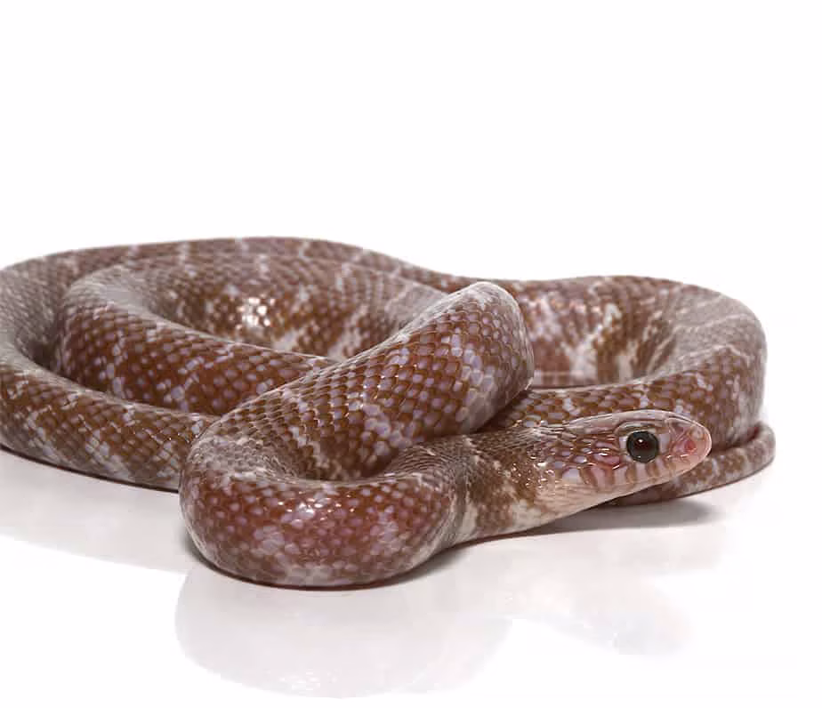 baby-pewter-jelly-axanthic-kingsnake baby pewter jelly axanthic kingsnake e1747122275176