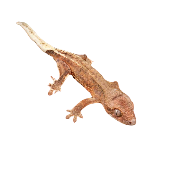 Baby Phantom Lilly White Crested Gecko