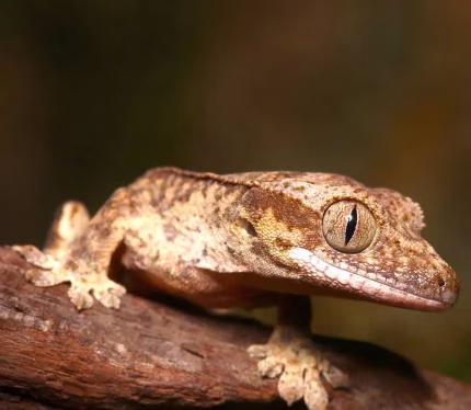 Baby Phantom Reverse Pinstripe Harlequin Crested Gecko