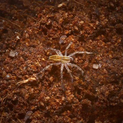 Baby Pine Giant Wolf Spider
