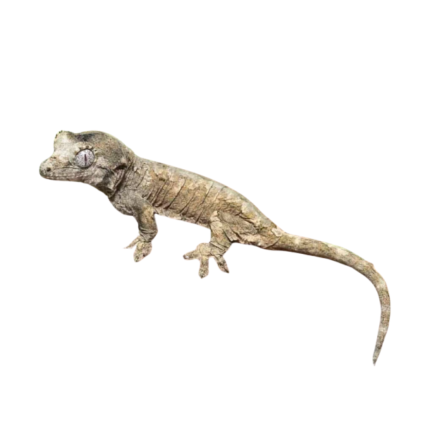 Baby Pine Island Chahoua Gecko