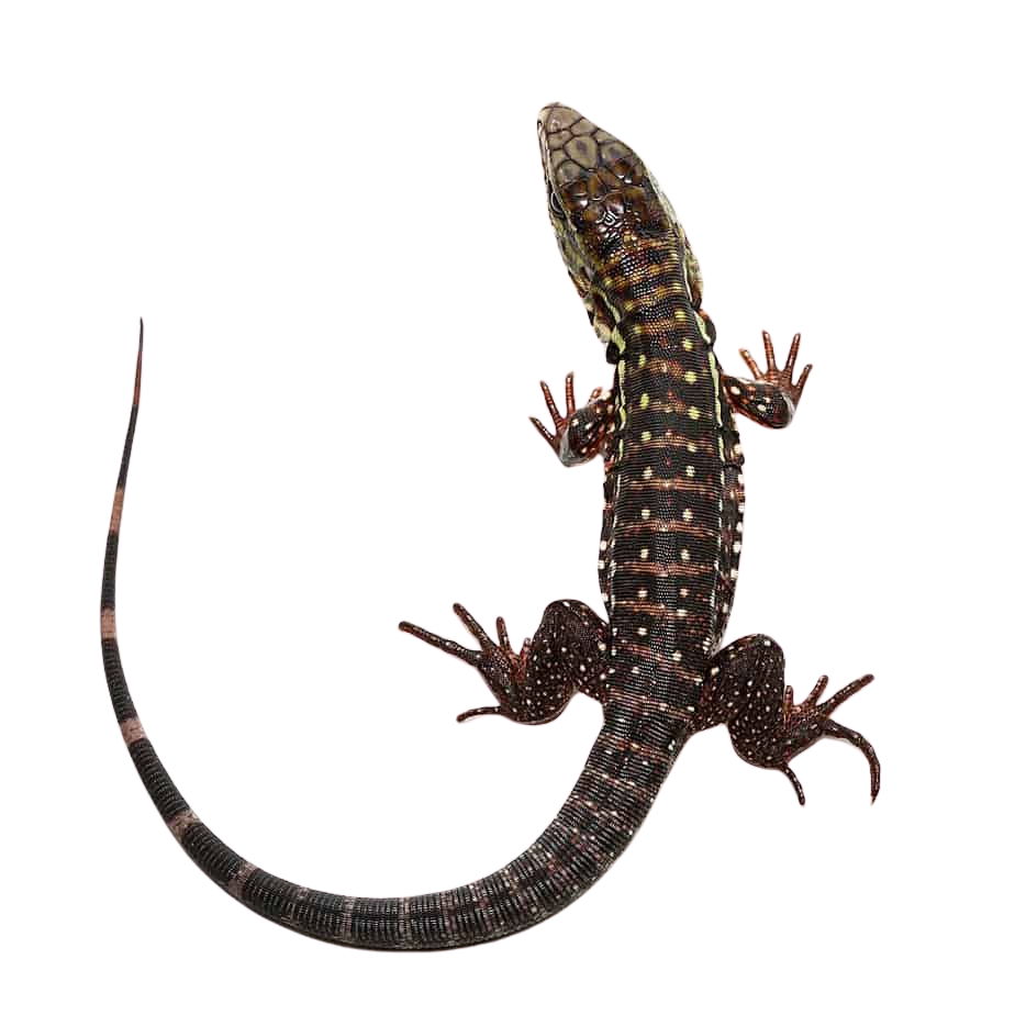 baby-pink-panther-tegu (1) baby pink panther tegu 1