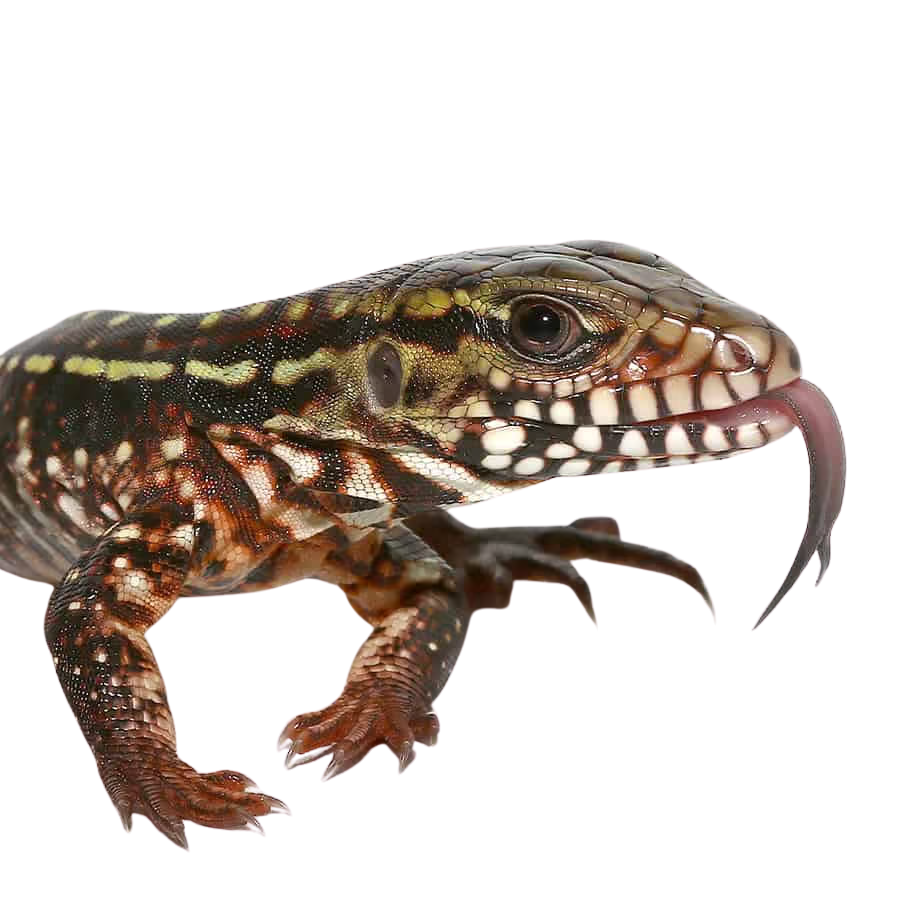 baby-pink-panther-tegu (2) baby pink panther tegu 2