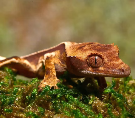 Baby Pinstripe White Wall Crested Gecko