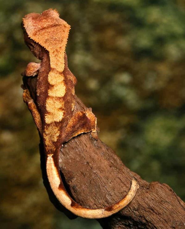 Baby Premium Crested Gecko