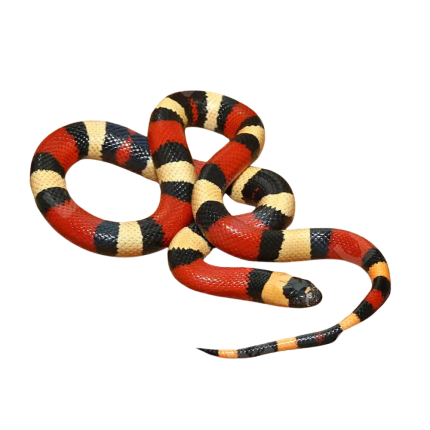 Baby Pueblan Milksnake
