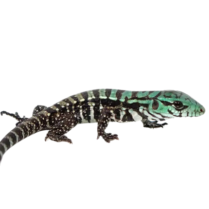 Baby Purple Tegu