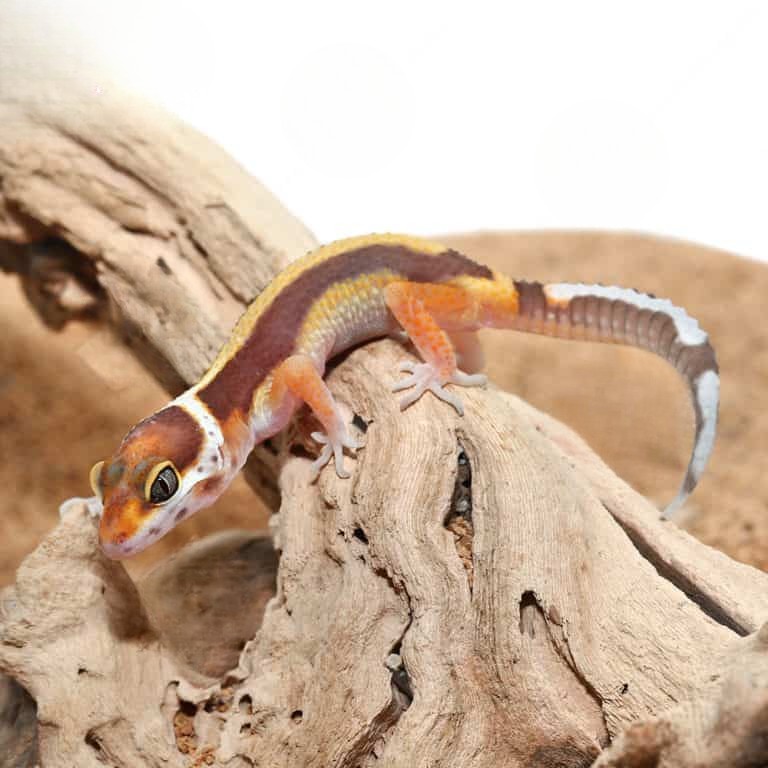 baby-rainwater-bold-leopard-gecko baby rainwater bold leopard gecko