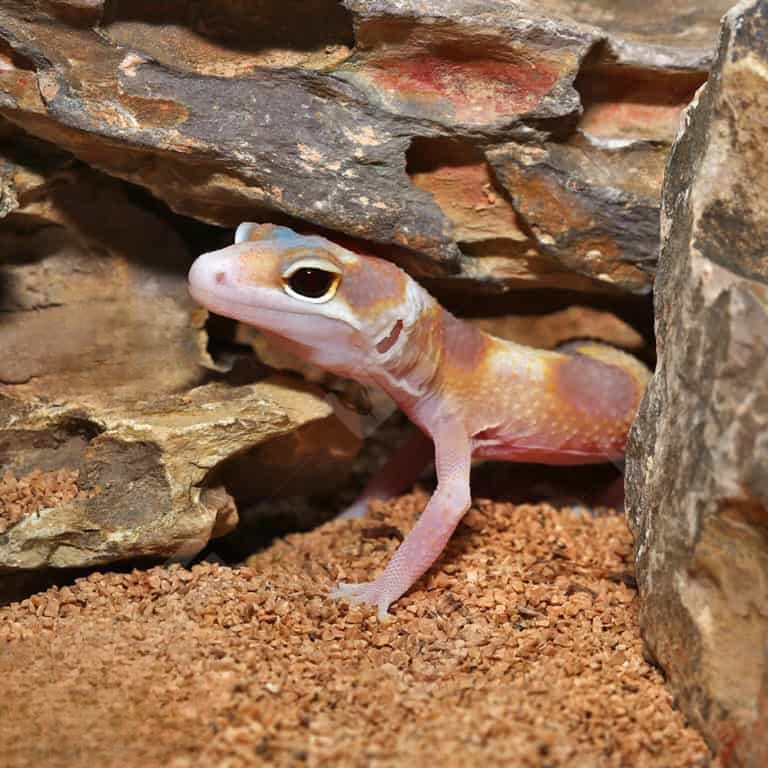 baby-rainwater-clown-leopard-gecko baby rainwater clown leopard gecko