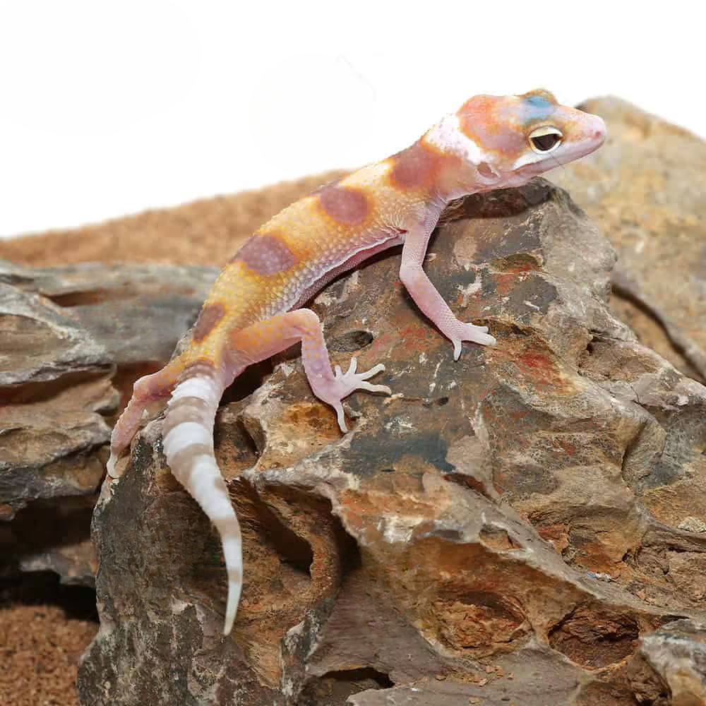 baby-rainwater-clown-leopard-gecko baby rainwater clown leopard gecko