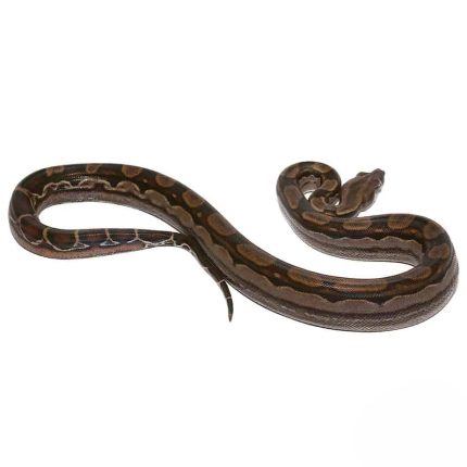 Baby Raptor Motley Boa Poss. Het Berry Blood