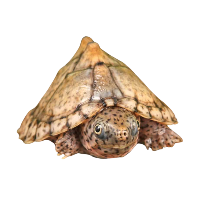 Baby Razorback Musk Turtle