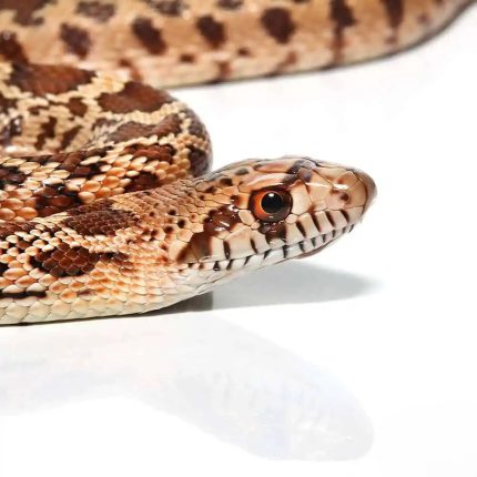 Baby Red Bull Snake